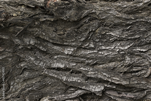 old dry tree bark with beautiful cracked texture