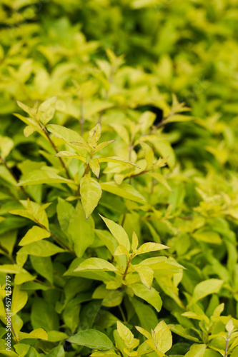 close shot of a small plant in the summer