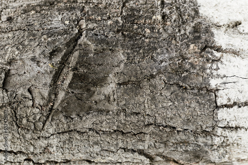 old dry tree bark with beautiful cracked texture