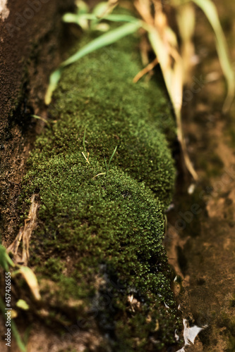 one small green moss in the river