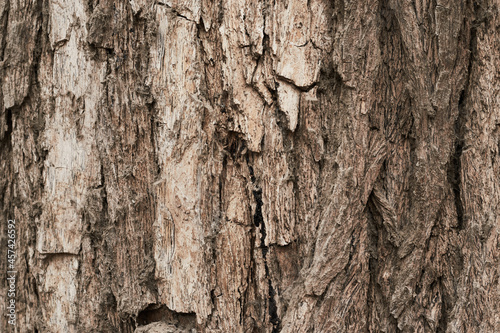 old dry tree bark with beautiful cracked texture