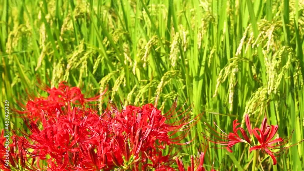 風にゆれる彼岸花と稲穂 風にゆれる彼岸花と稲穂