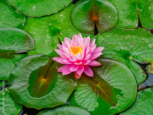 Flor de nenúfar rosa sobre hojas verdes grandes flotando en el estanque o lago .