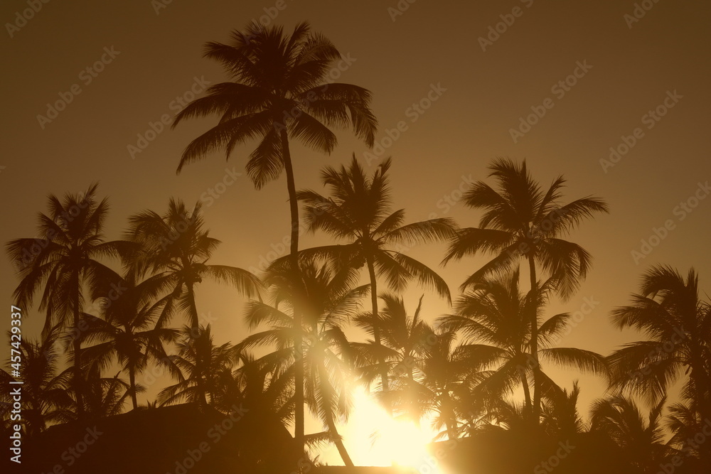 tropical paradise Sunset palms palm tree sunset sun golden hour orange summer beach sunset sun behind palms sunrise