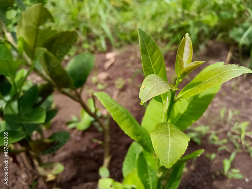 Indian green lemon leaves plant planted in garden