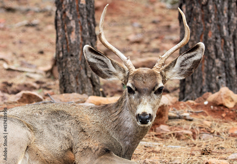 Mule deer portrait