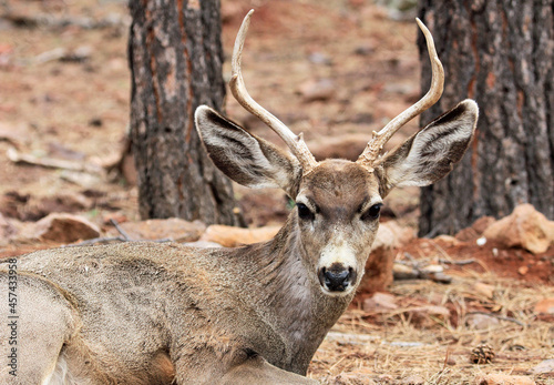 Mule deer portrait