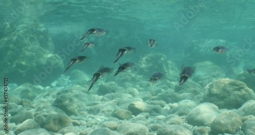 Wallpaper Mural squid school  underwater  calamari drifting and swimming underwater close and slow ocean scenery animal cephalopod Torontodigital.ca