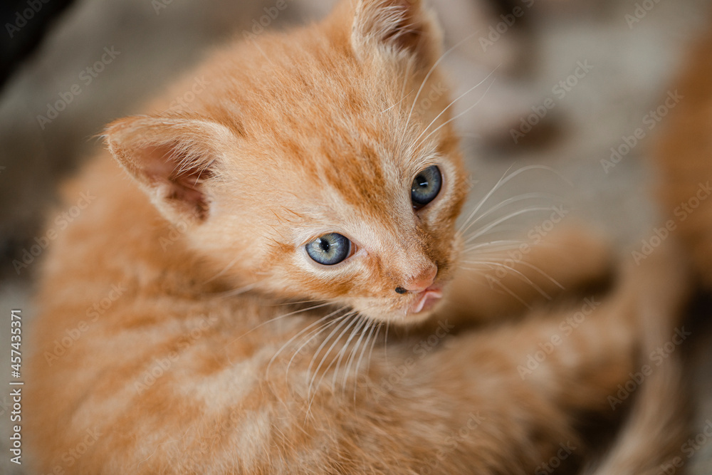 red cat portrait red cat portrait