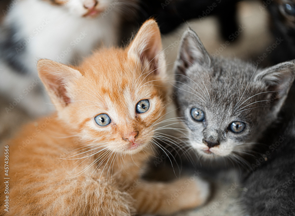 portrait of a cat. Kittten. Cat. Animal. Photo. background. Funny photo. Fun. 