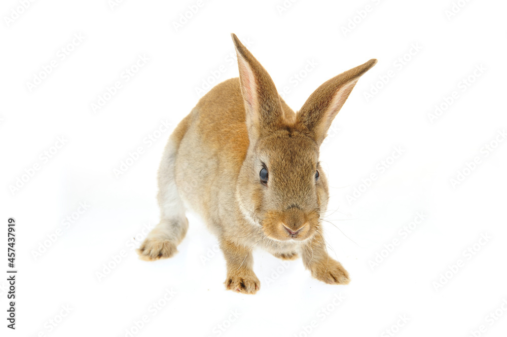 Obraz premium The rabbit in a white background