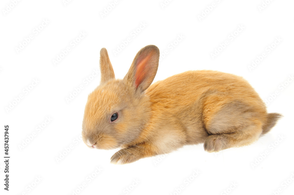 The rabbit in a white background