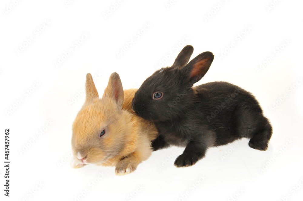 Obraz premium The rabbit in a white background