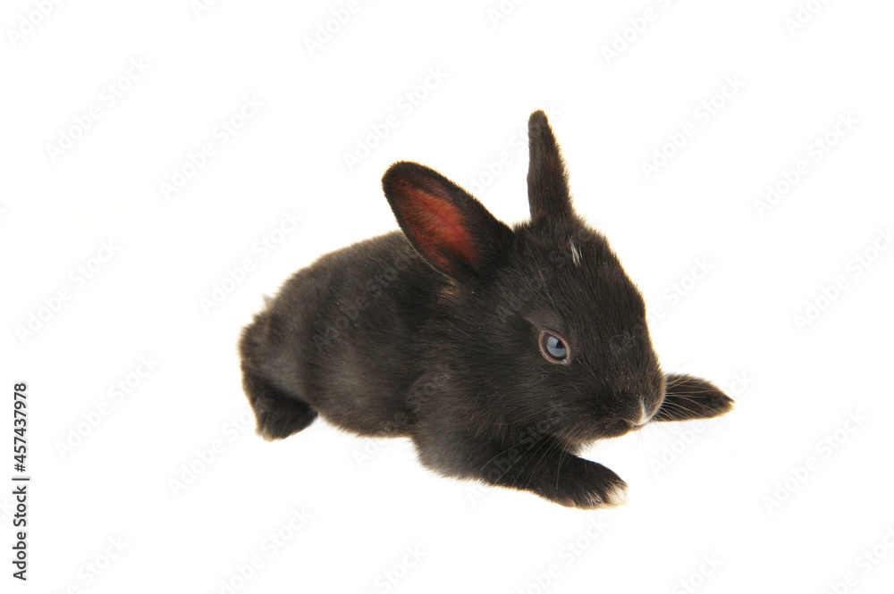 Obraz premium The rabbit in a white background