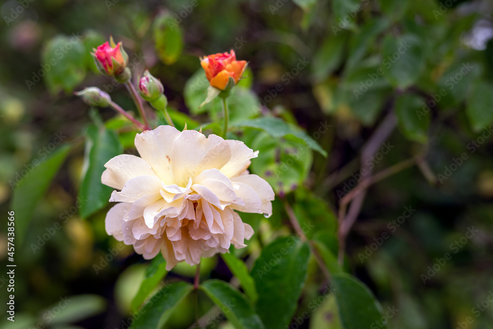 Close up of a rose bush with yellow flowers and orange buds in summer Close up of a rose bush with yellow flowers and orange buds in summer