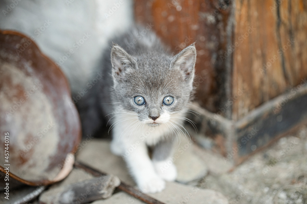 cat on the wall. Funny photo. Cat. Kitten