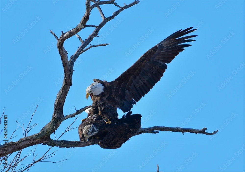 Fototapeta premium Mating Bald Eagles