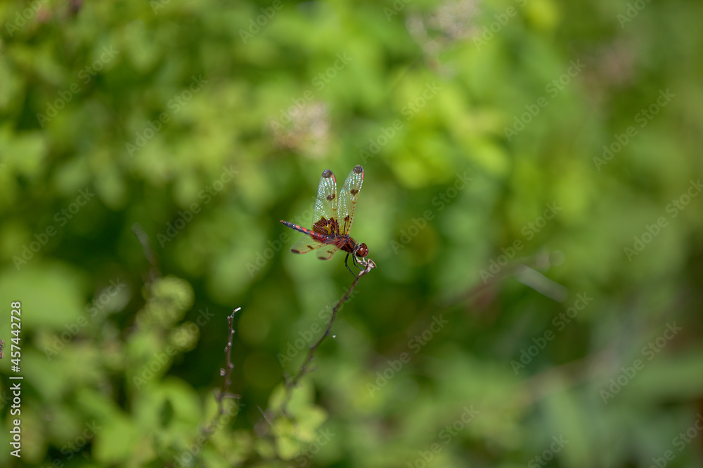 A ruby meadowhawk dragonfly perched along the shoreline of a lake in a provincial park. A ruby meadowhawk dragonfly perched along the shoreline of a lake in a provincial park.