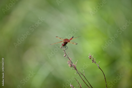 A ruby meadowhawk dragonfly perched along the shoreline of a lake in a provincial park. photo