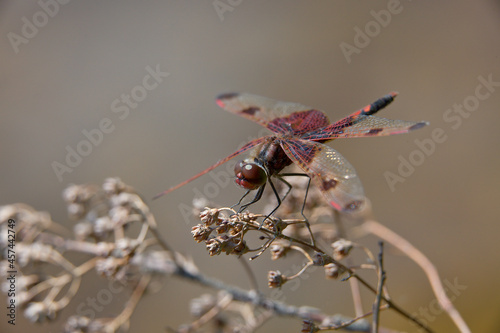 A ruby meadowhawk dragonfly perched along the shoreline of a lake in a provincial park. photo