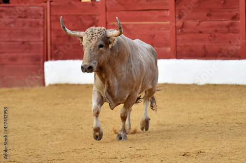 un toro de color blanco con grandes cuernos corriendo en una plza de toros en españa