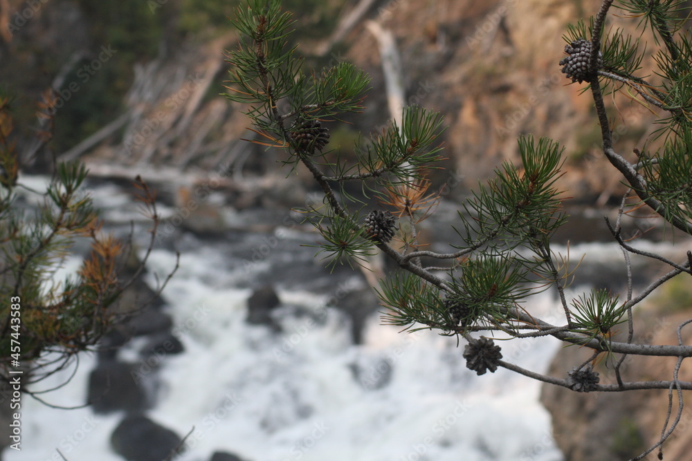 Pine Cone/Needles with Waterfall