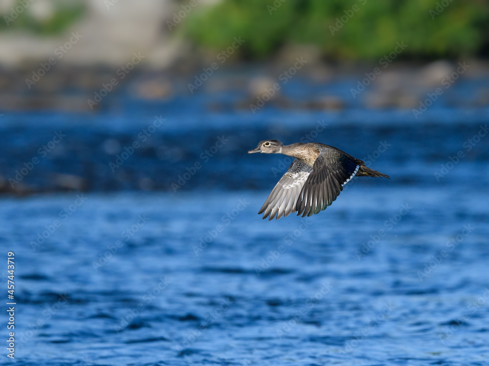 Female Wood Duck Flying Over River with Blue Water Female Wood Duck Flying Over River with Blue Water