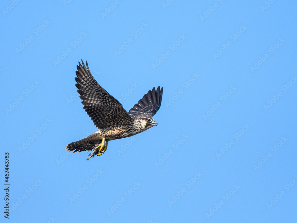 Fototapeta premium Peregrine Falcon with prey flying on blue sky