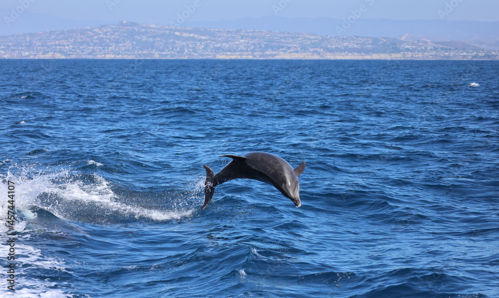 Fototapeta premium dolphin jumping in the water