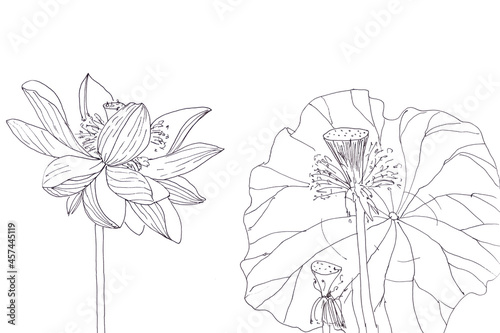 Fototapeta Naklejka Na Ścianę i Meble -  Lotus flower and boll, graphic black and white linear drawing
