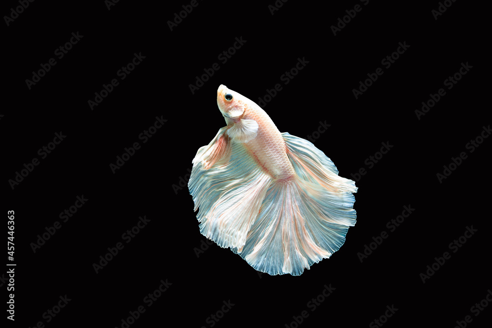 Siamese fighting fish (Halfmoon betta )isolated on black background. with clipping path. Siamese fighting fish (Halfmoon betta )isolated on black background. with clipping path.