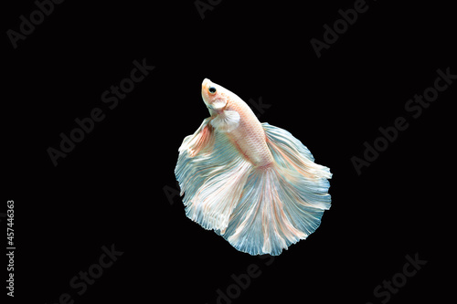 Siamese fighting fish (Halfmoon betta )isolated on black background. with clipping path.  © Chutipon