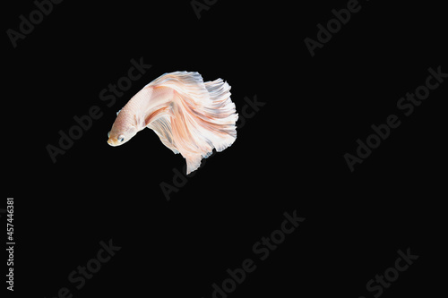Siamese fighting fish (Halfmoon betta )isolated on black background. with clipping path. 