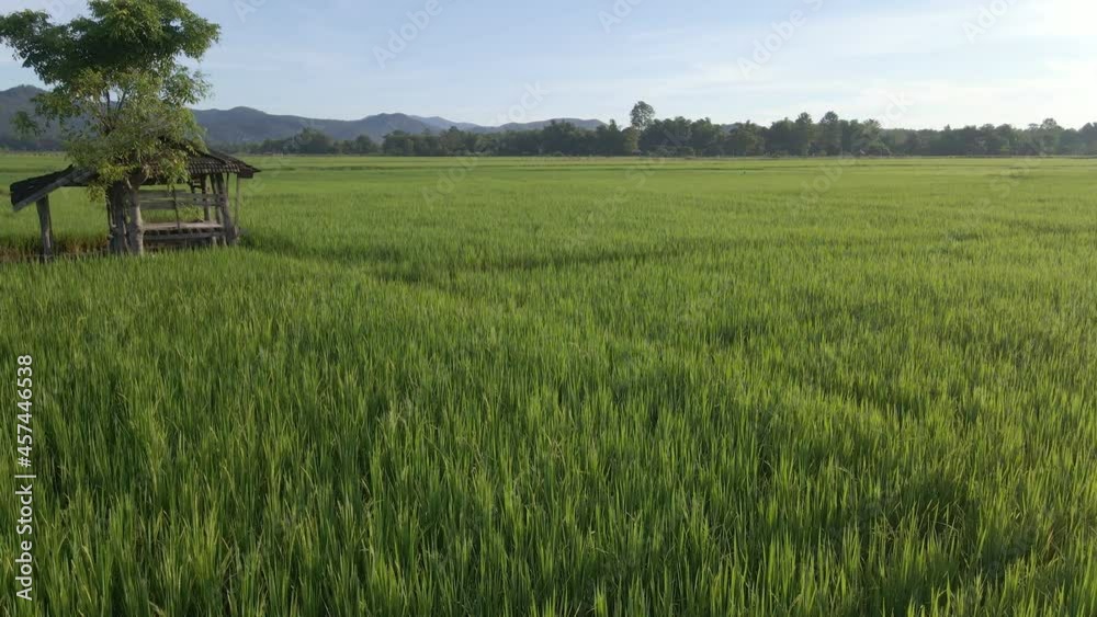 Rice crops growing in northern Thailand. Rice crops growing in northern Thailand.