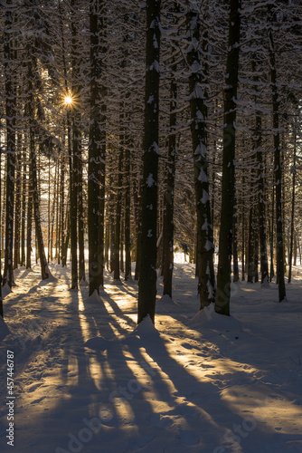 Sun light is coming through spruce trees at winter time