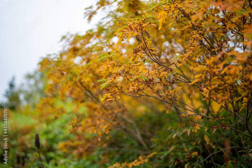 秋の紅葉が始まった栂池自然園の展望台までトレッキングしている風景 A view of trekking to the observatory of Tsugaike Nature Park, where the autumn leaves have started to change color. 秋の紅葉が始まった栂池自然園の展望台までトレッキングしている風景 A view of trekking to the observatory of Tsugaike Nature Park, where the autumn leaves have started to change color.