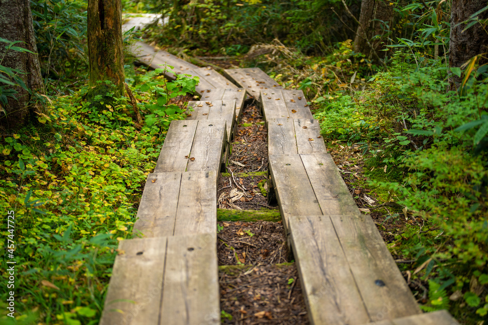 秋の紅葉が始まった栂池自然園の展望台までトレッキングしている風景 A view of trekking to the observatory of Tsugaike Nature Park, where the autumn leaves have started to change color. 秋の紅葉が始まった栂池自然園の展望台までトレッキングしている風景 A view of trekking to the observatory of Tsugaike Nature Park, where the autumn leaves have started to change color.