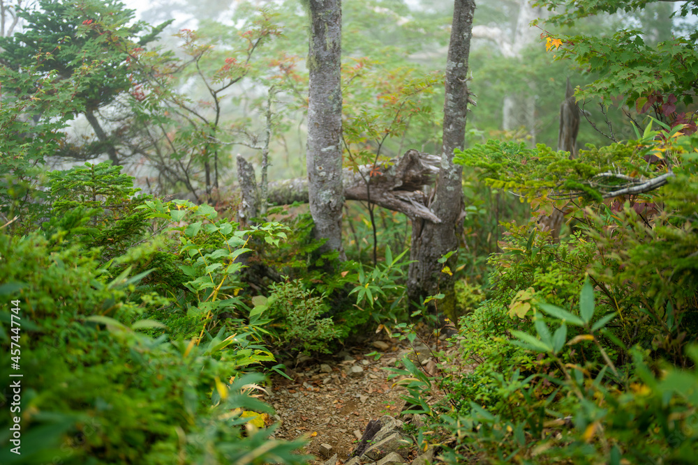 秋の紅葉が始まった栂池自然園の展望台までトレッキングしている風景 A view of trekking to the observatory of Tsugaike Nature Park, where the autumn leaves have started to change color. 秋の紅葉が始まった栂池自然園の展望台までトレッキングしている風景 A view of trekking to the observatory of Tsugaike Nature Park, where the autumn leaves have started to change color.