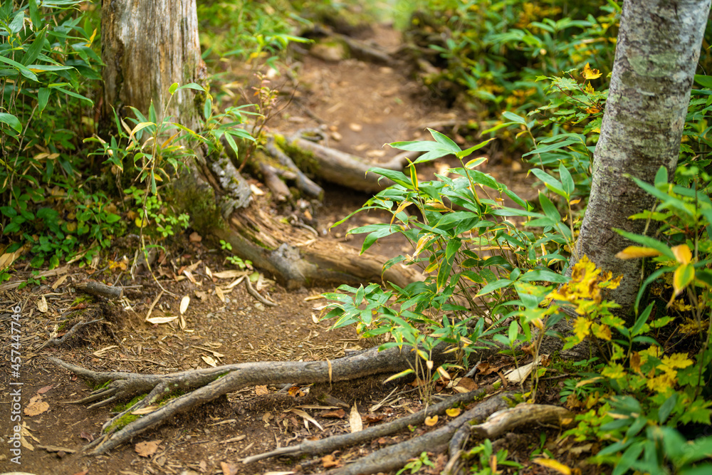 秋の紅葉が始まった栂池自然園の展望台までトレッキングしている風景 A view of trekking to the observatory of Tsugaike Nature Park, where the autumn leaves have started to change color. 秋の紅葉が始まった栂池自然園の展望台までトレッキングしている風景 A view of trekking to the observatory of Tsugaike Nature Park, where the autumn leaves have started to change color.