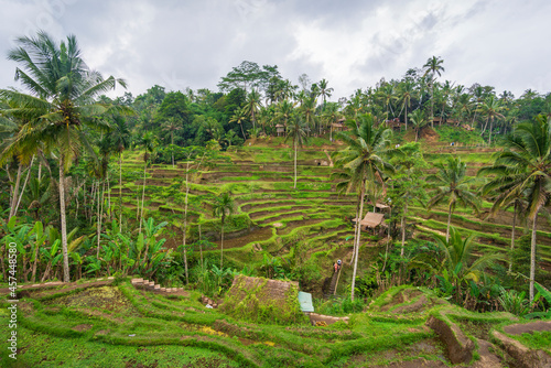 Tegallalang Rice Terraces in Ubud on Bali island in Indonesia