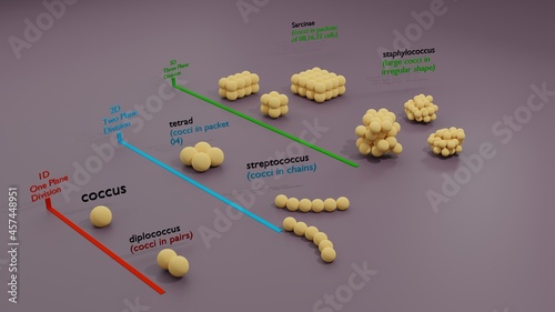 3D illustration - Coccus Bacterium in all three-dimensional planes. photo