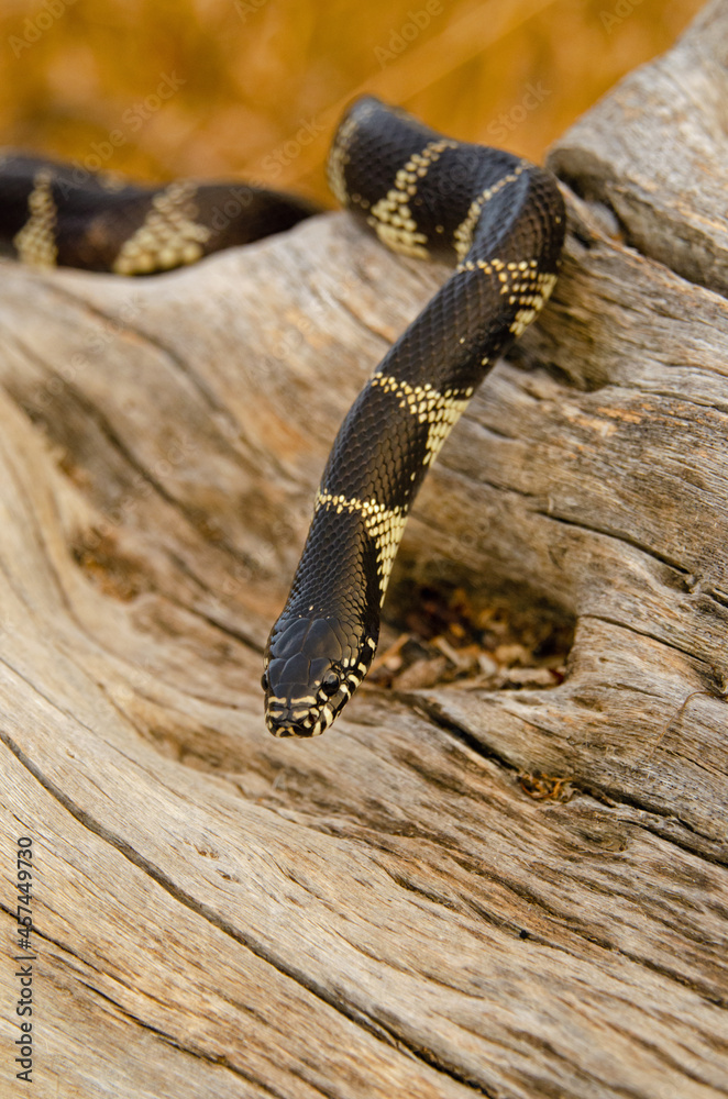 Obraz premium Desert Kingsnake (Lampropeltis splendida) on saguaro cactus skeleton