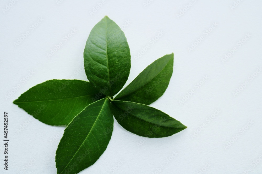 Obraz premium 背景 緑の葉 レモンの葉 イメージ