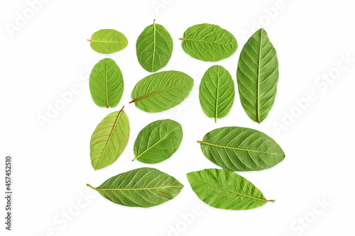 dry guava leaves isolated in white background with copy space