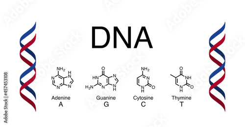 Vector illustration of DNA base structure.