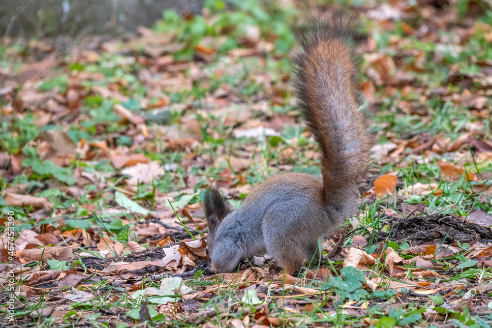 Squirrel in autumn hides nuts on the green grass with fallen yellow leaves Squirrel in autumn hides nuts on the green grass with fallen yellow leaves