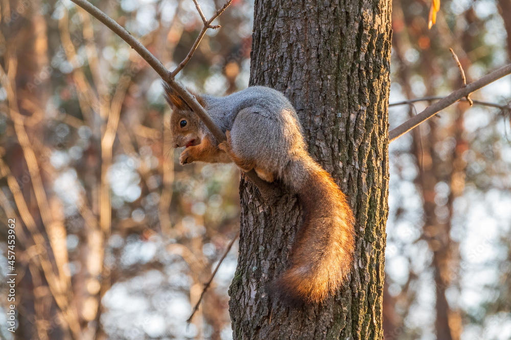 Squirrel with nut in Autumn sits on a branch Squirrel with nut in Autumn sits on a branch