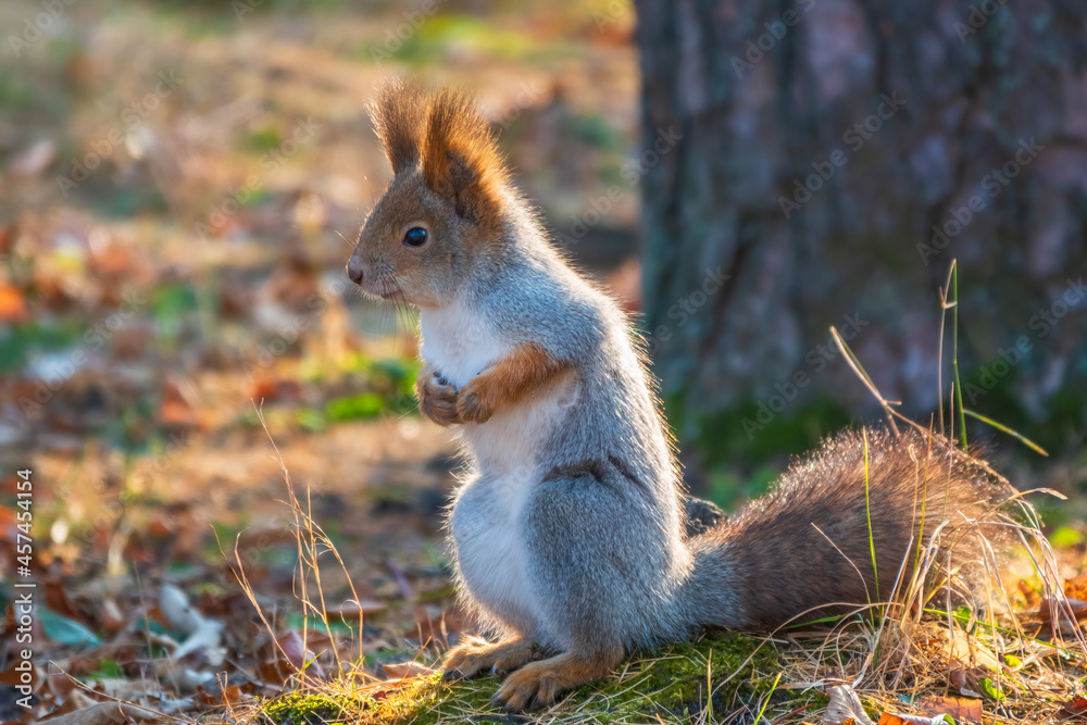 Autumn Squirrel standing on its hind legs on on green grass with fallen yellow leaves Autumn Squirrel standing on its hind legs on on green grass with fallen yellow leaves