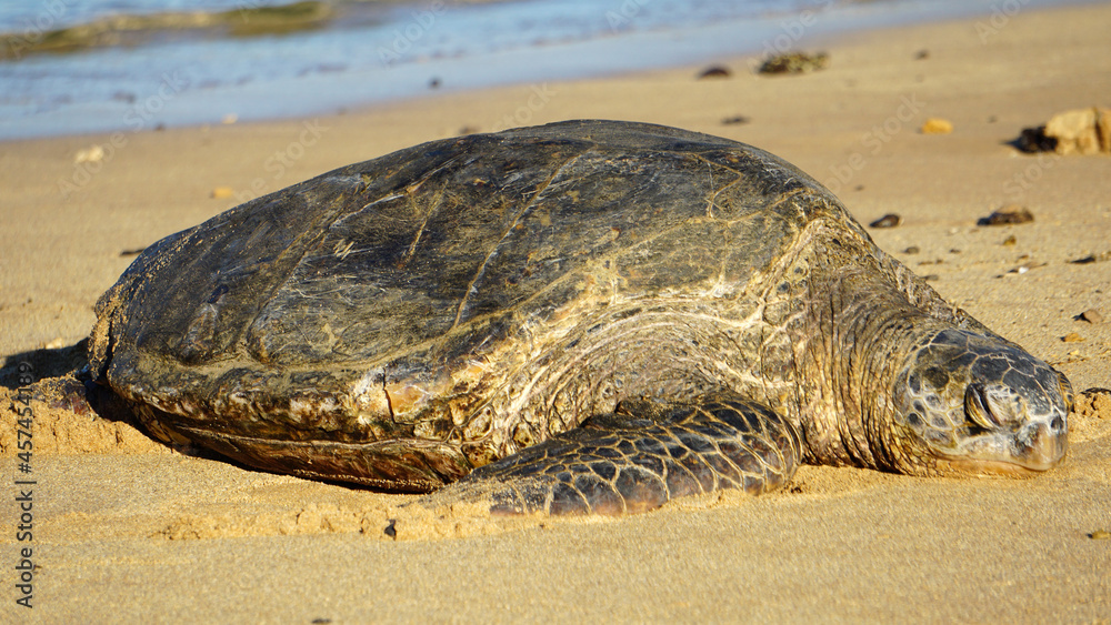 Endangered Hawaiian green sea turtle basking on the beach in Kauai