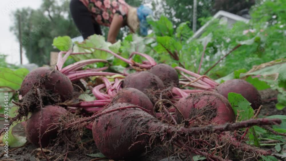 Close Up Of Fresh Red Beets On The Ground Harvested In The Garden. Close Up Of Fresh Red Beets On The Ground Harvested In The Garden.